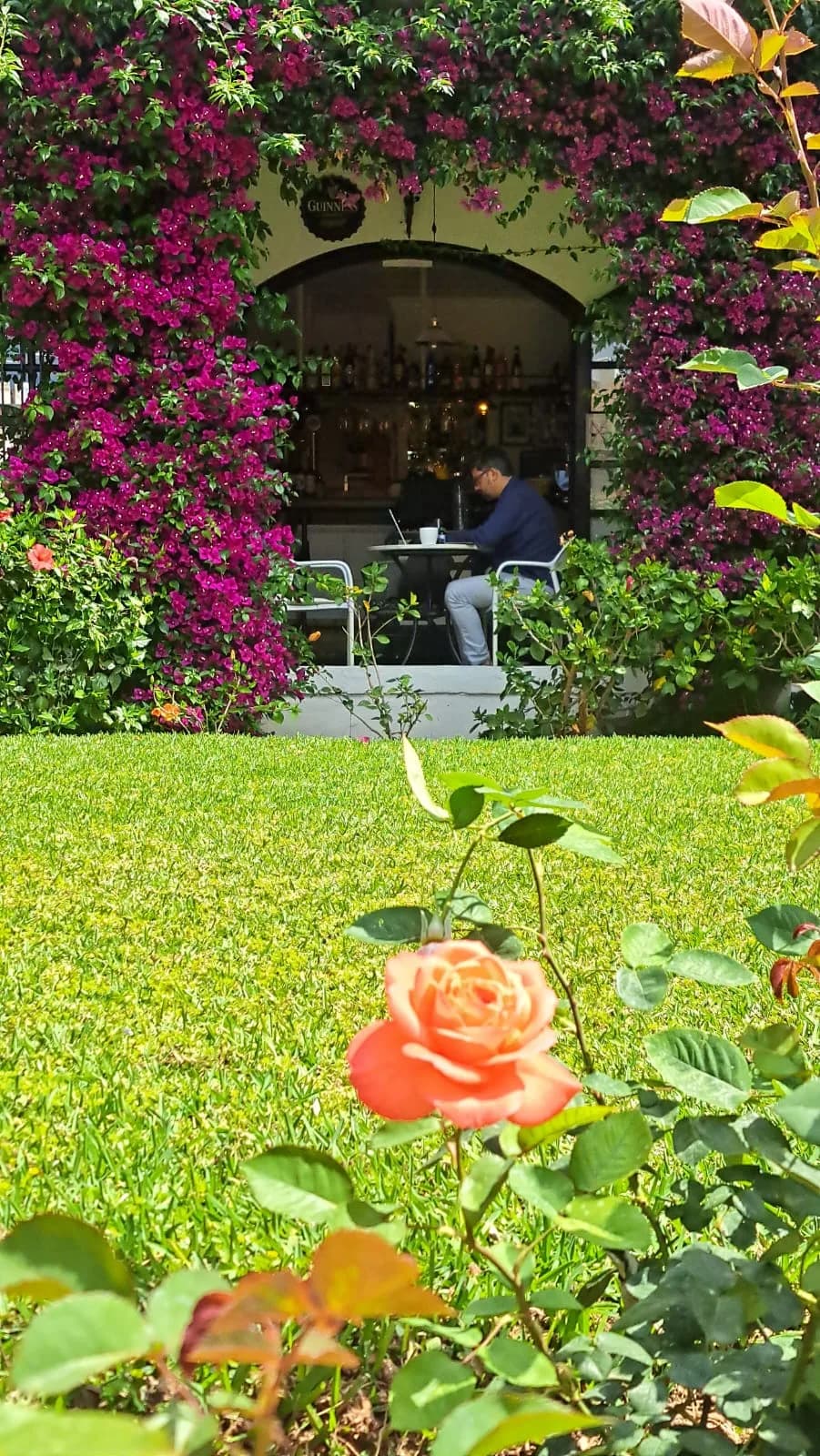 Entrada del bar enmarcada por buganvilla morada vista desde el césped, con una rosa naranja en primer plano